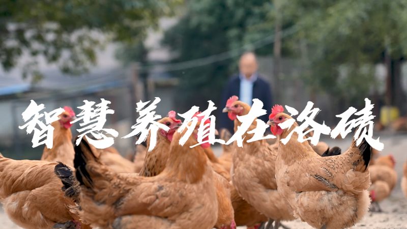 PCR检测试剂盒：如何确保其稳定性和有效性？**